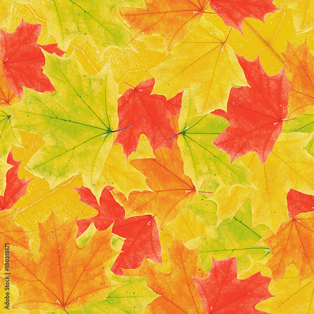 Maple leaves seamless pattern background
