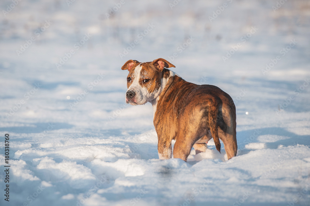 American staffordshire terrier dog in winter