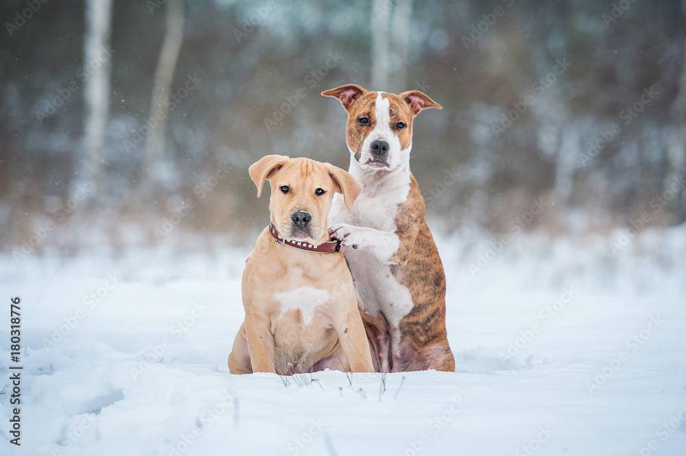 Two funny american staffordshire terrier puppies in winter