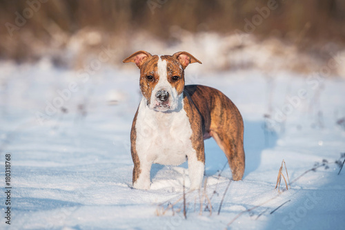 Fototapeta Naklejka Na Ścianę i Meble -  American staffordshire terrier dog in winter