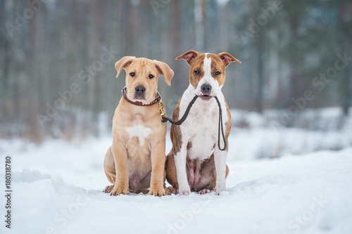 American staffordshire terrier dog holding a puppy on a leash