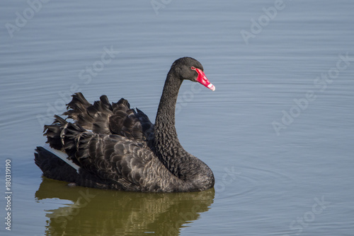 Beautiful black swan