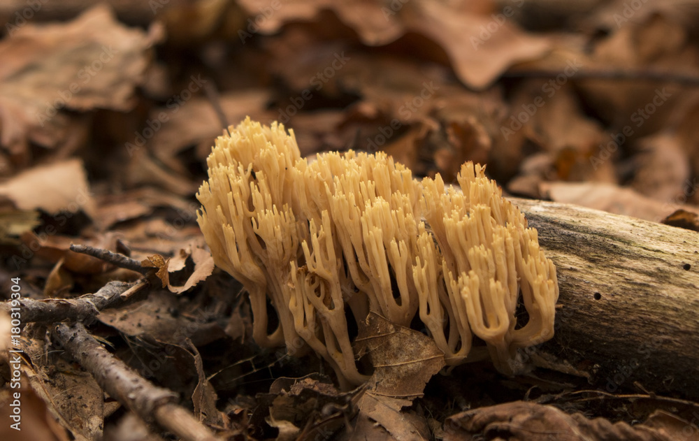 Mushroom in autumn forest Mushroom in autumn forest