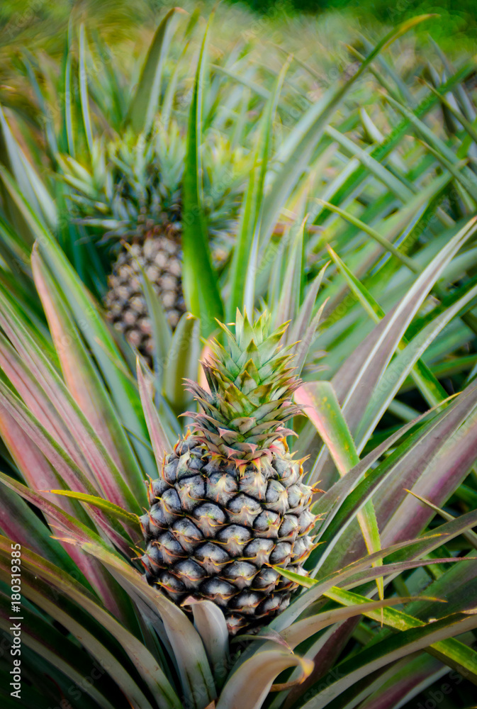 Pineapple fruit in farm