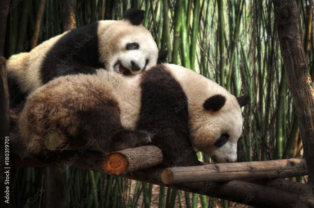 Obraz premium Big panda