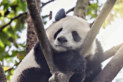 Fototapeta Naklejka Na Ścianę i Meble -  Giant Panda sleeps on the tree.