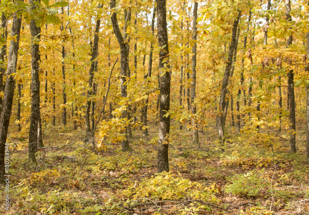 Obraz premium Autumn Forest