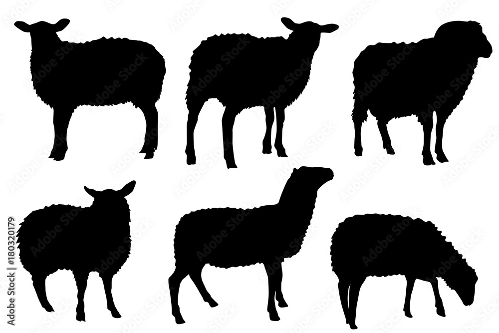 Naklejka premium sylwetki owiec