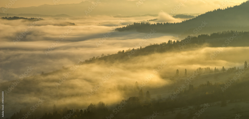 Fototapeta premium valley of the mountain flooded with mists in the morning.Morning show of fog in the mountains