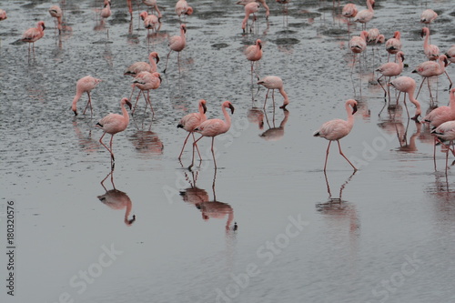 Flamingos in Namibia