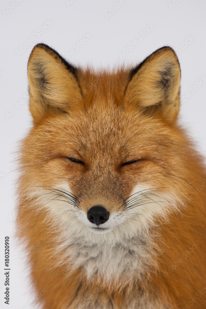 Fototapeta premium Winter Red Fox in Whitehorse, Yukon, Canada