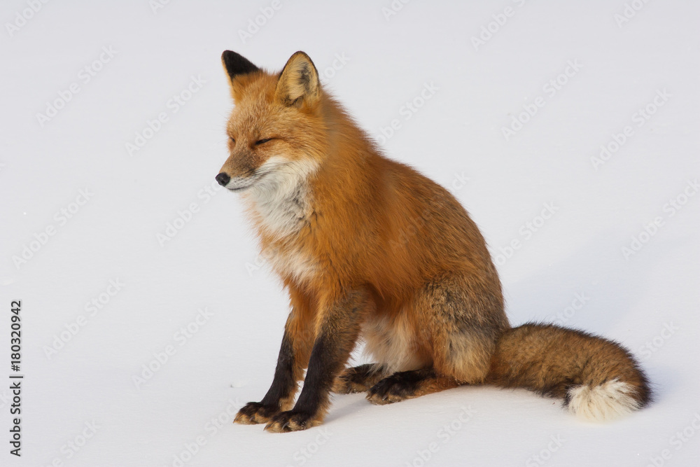 Winter Red Fox in Whitehorse, Yukon, Canada