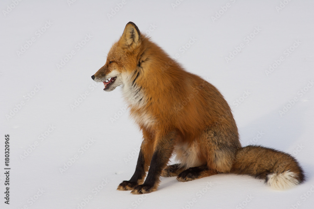 Winter Red Fox in Whitehorse, Yukon, Canada Winter Red Fox in Whitehorse, Yukon, Canada
