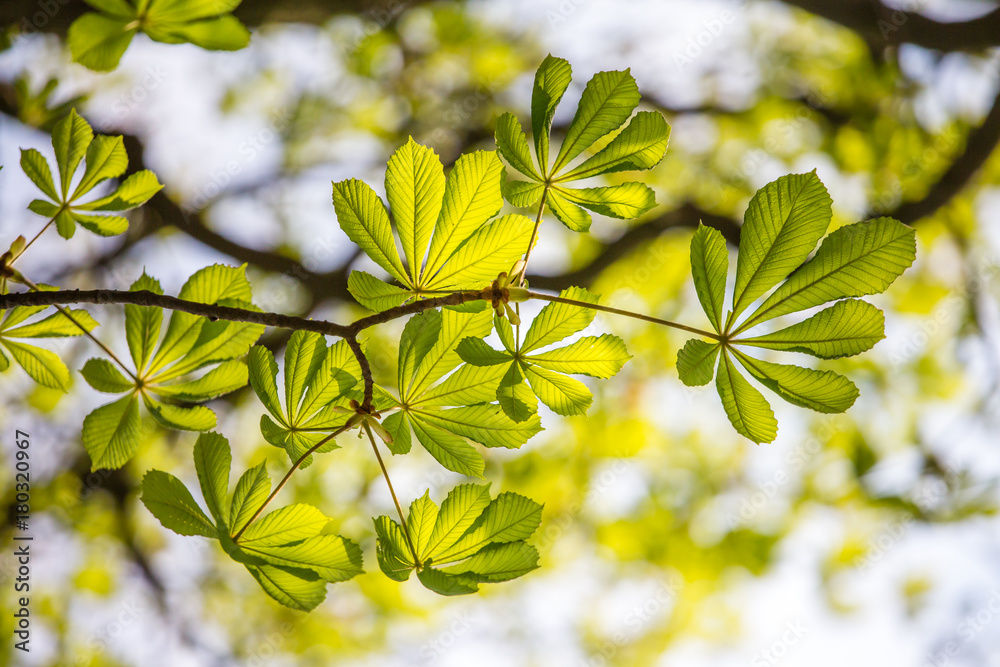 Green leaves background wallpaper