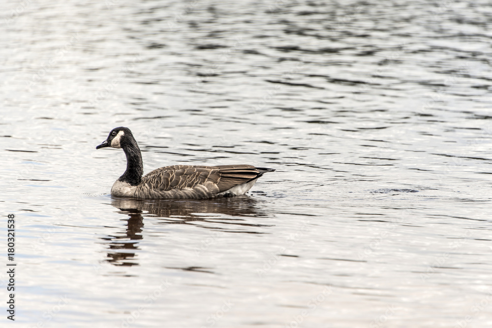 Ducks swimming on lake of two rivers in algonquin national park ontario canada wildlife background Ducks swimming on lake of two rivers in algonquin national park ontario canada wildlife background
