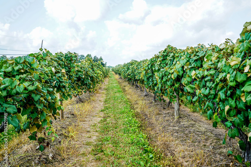 The concord grapes in northeast Ohio are almost ripe you can tell by the sweet aroma they put in the air.