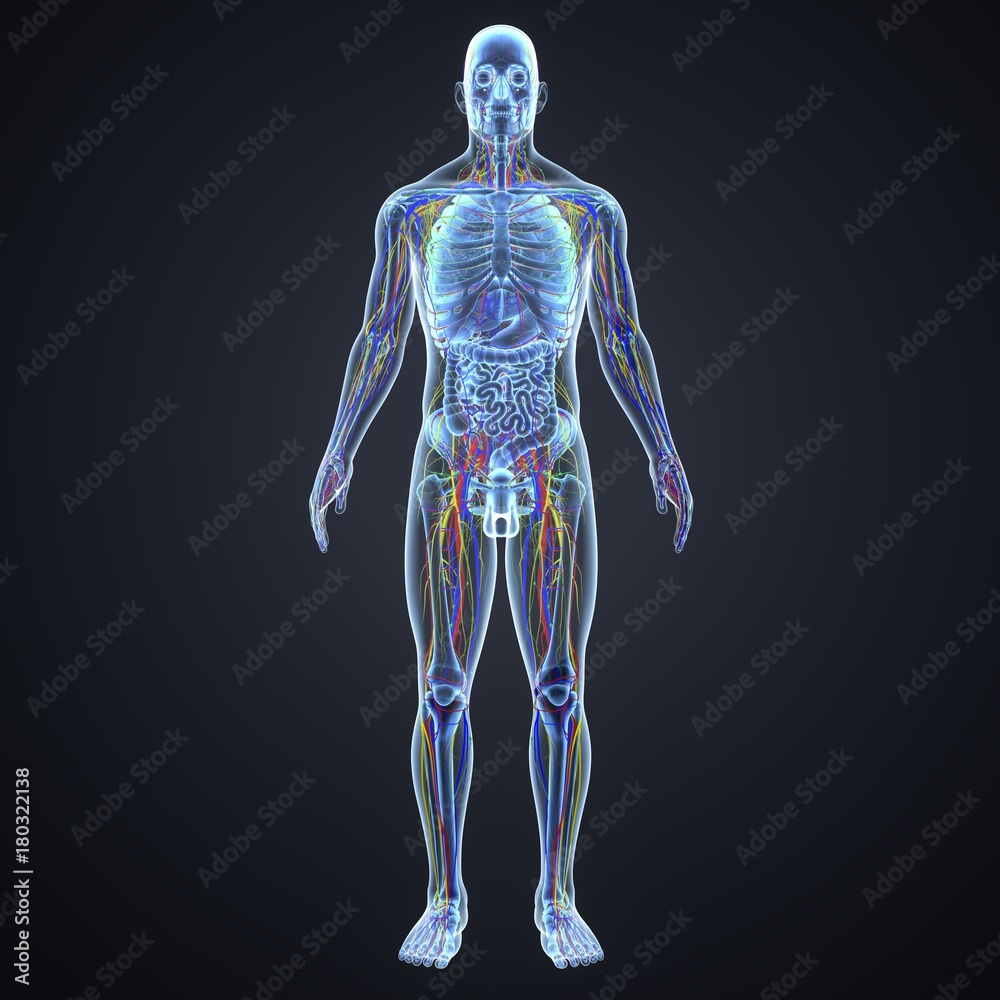 Circulatory System with Lymph Nodes Circulatory System with Lymph Nodes