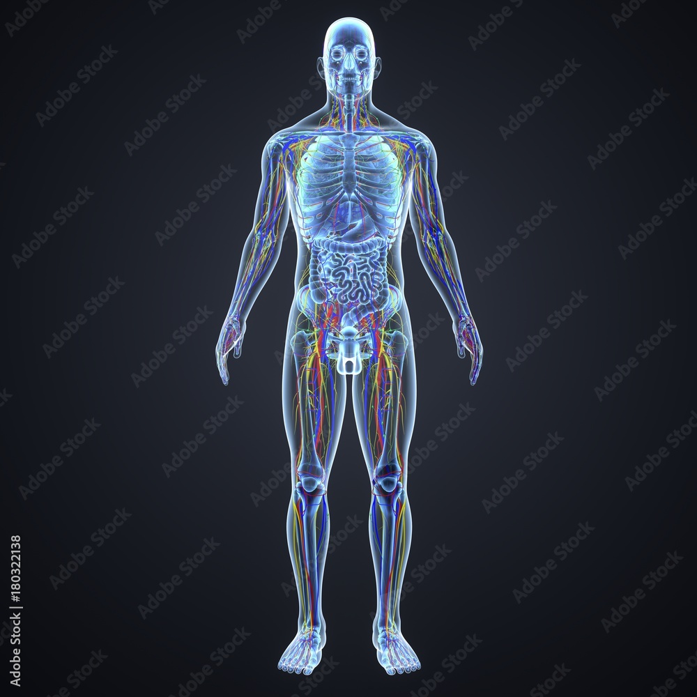 Circulatory System with Lymph Nodes