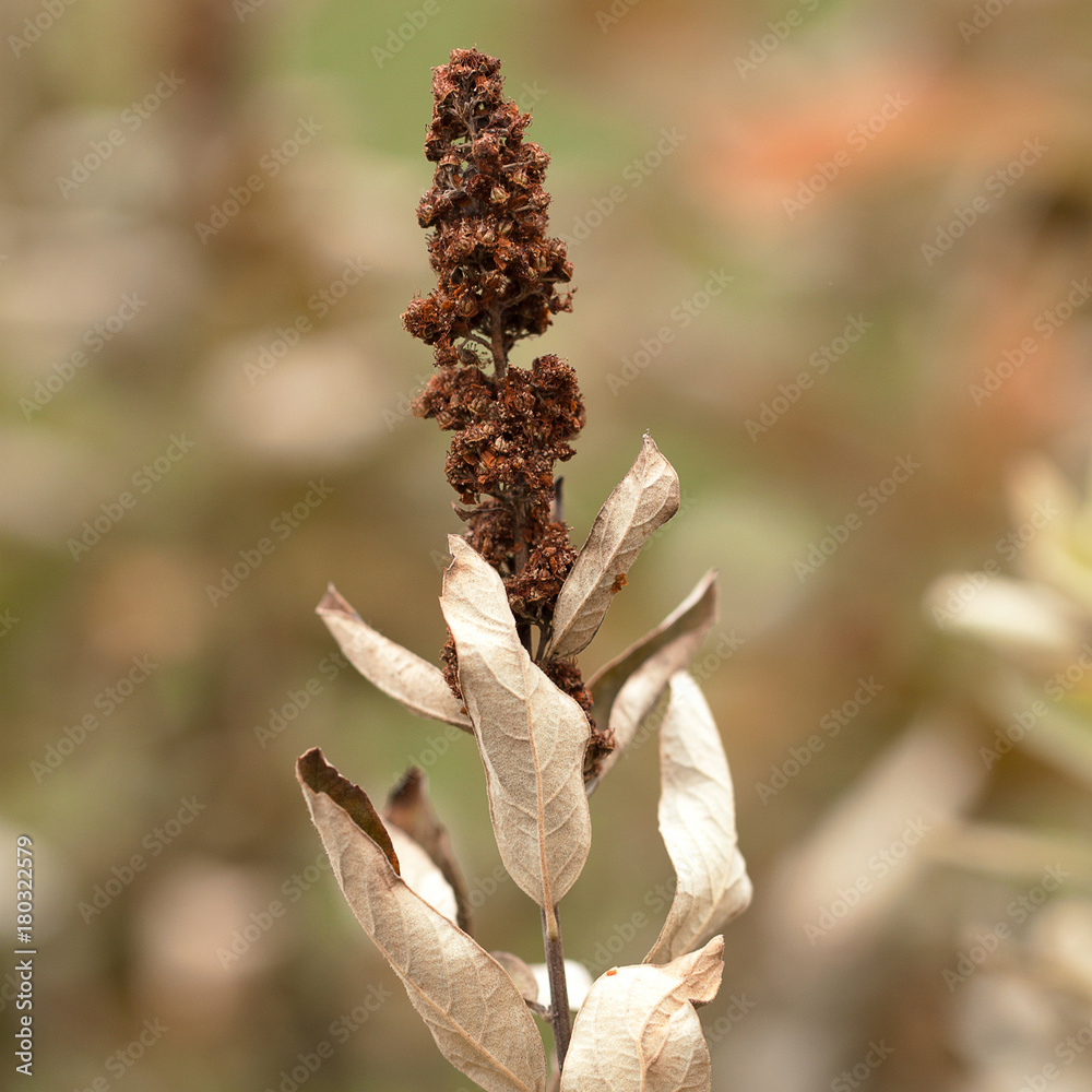 dry autumn branch of a plant with leaves and inflorescence dry autumn branch of a plant with leaves and inflorescence