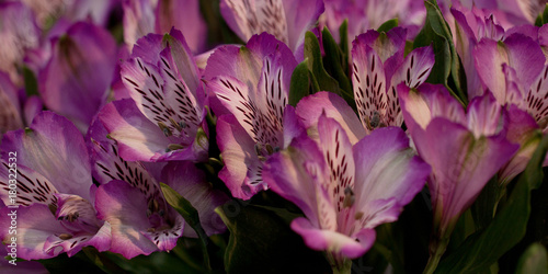beautiful bouquet of purple alstroemerias photo