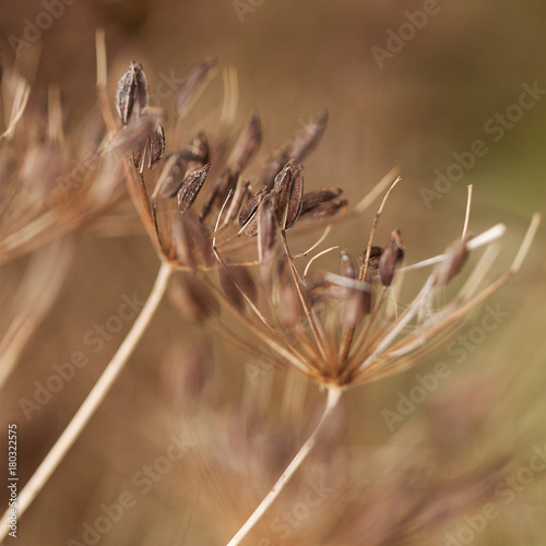 dry autumn grass with elongated, oval seeds on the umbellate inflorescence photo