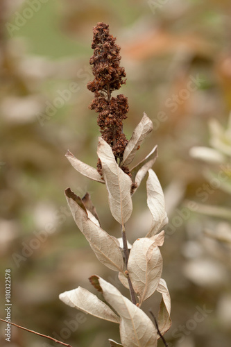Принти на полотні dry autumn branch of a plant with leaves and inflorescence