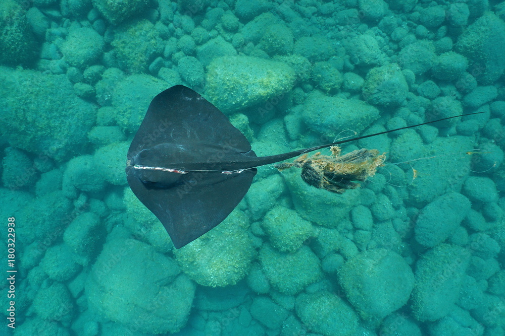 Underwater a common stingray, Dasyatis pastinaca, with a severe injury,  tangled in a fishing line, seen from above, Mediterranean sea, Costa Brava,  Catalonia, Spain Stock Photo