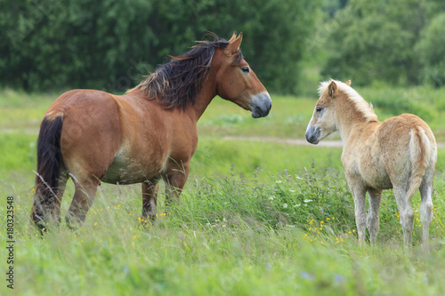 The herd of bronco are on summer pasture. A bay mare and her palomino foal are grazing in a meadow. Two wild horses are on blurred green background.