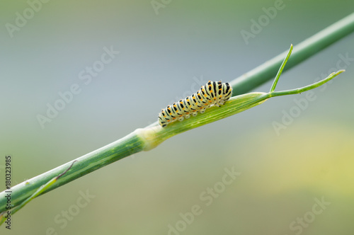 Swallowtail caterpillar or papilio machaon photo