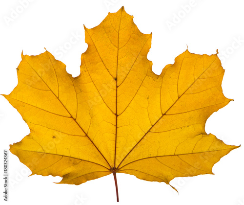 yellow maple leaf on a white background is the most commonly used sun symbol photo