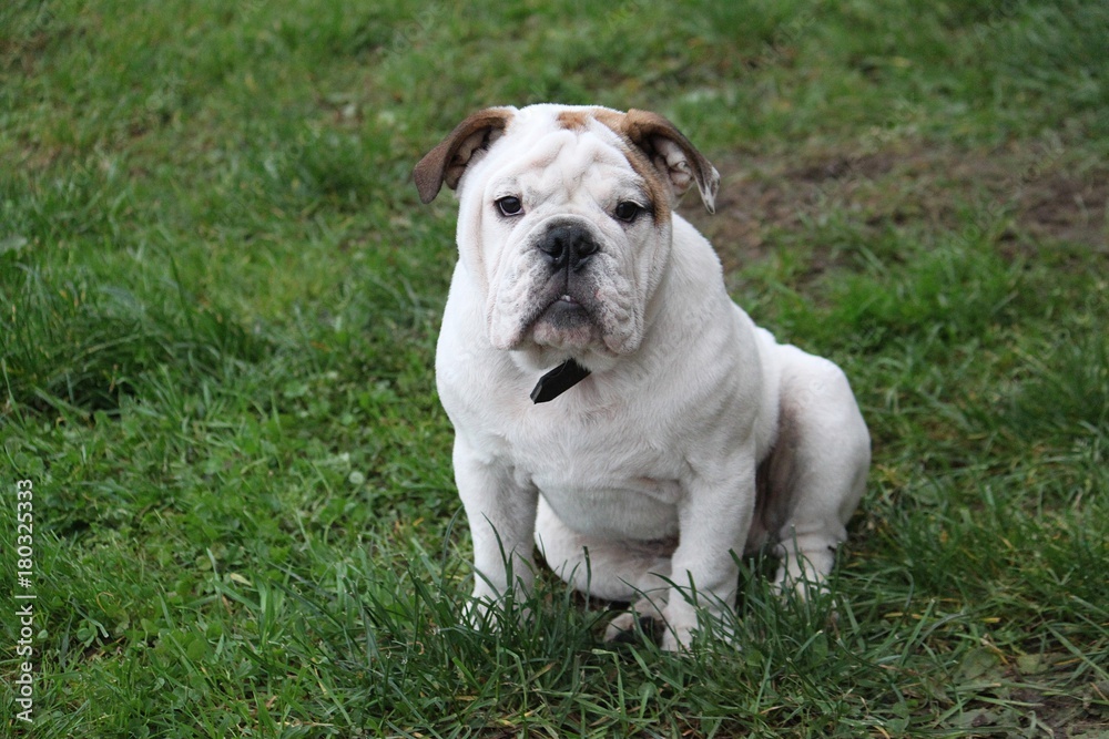 Portrait einer englischen Bulldogge im Garten