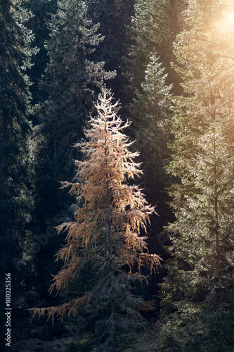 Sonne scheint durch den Wald Tannenbäume Fichten Herbst Panorama Hochformat
