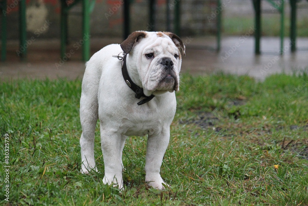 Portrait einer englischen Bulldogge im Garten Portrait einer englischen Bulldogge im Garten