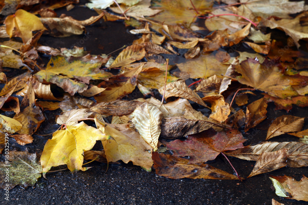 Golden leaves in water on asphalt.