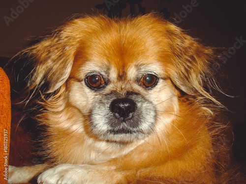 The dog is not feeling well, depressed pekingese. Caring for the health of pets