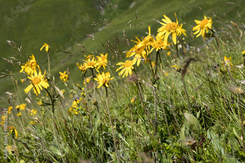 Arnica montana or wolf's bane photo