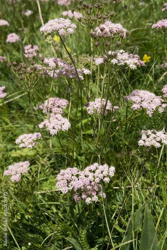 Pimpinella major