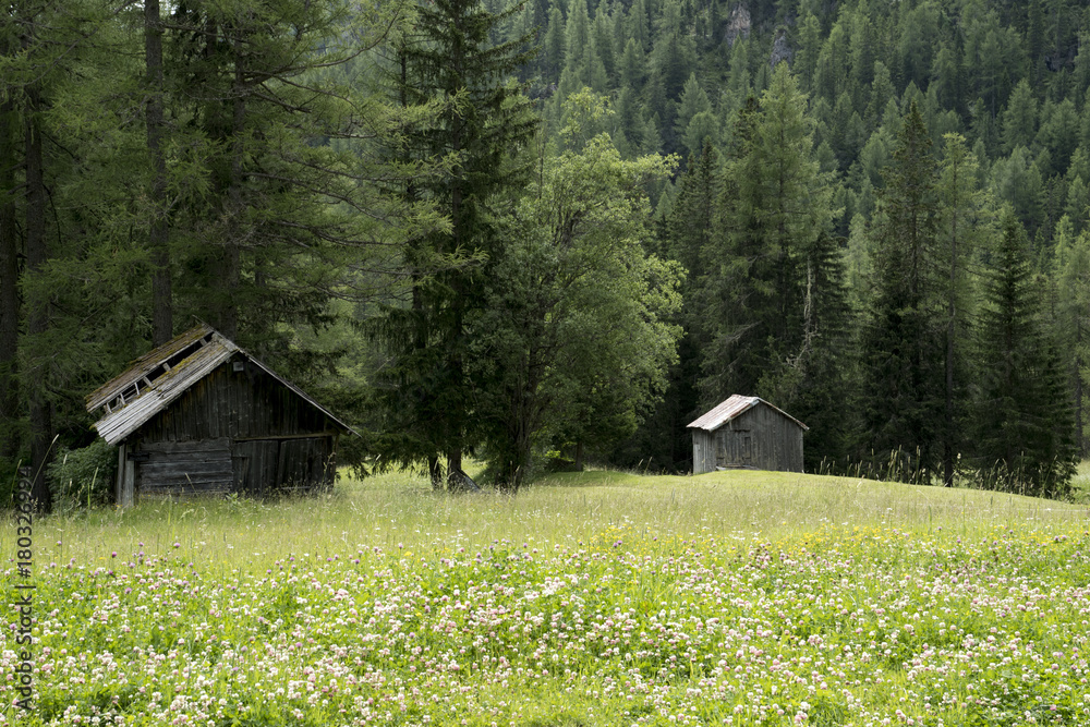 Alpine meadow near  Colfosco in Italy