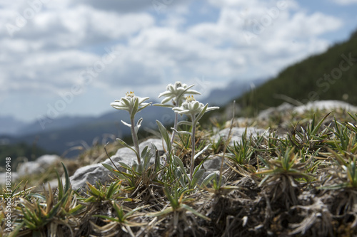 Leontopodium alpinum or Edelweiss in nature photo