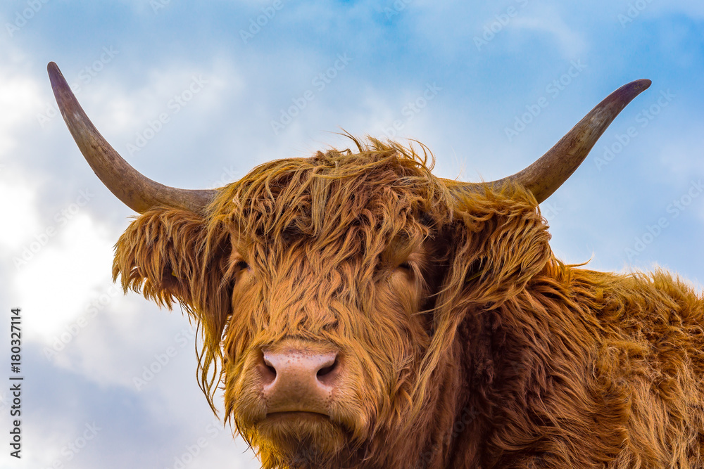 Brown long hair highland cow aginst blue sky