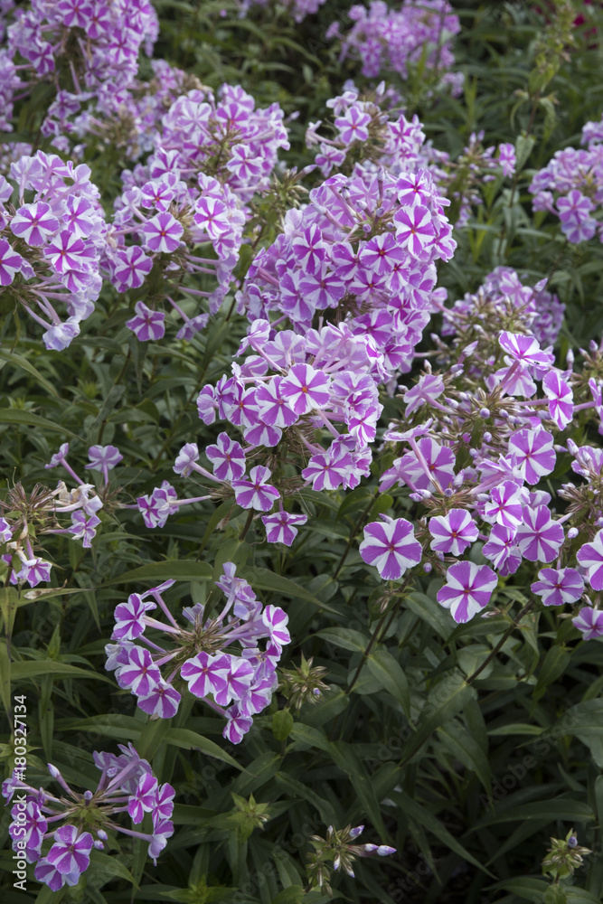 Obraz premium Phlox maculata 'Natascha'