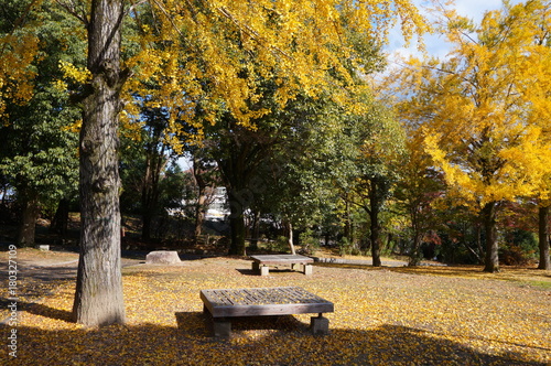 イチョウ紅葉の公園