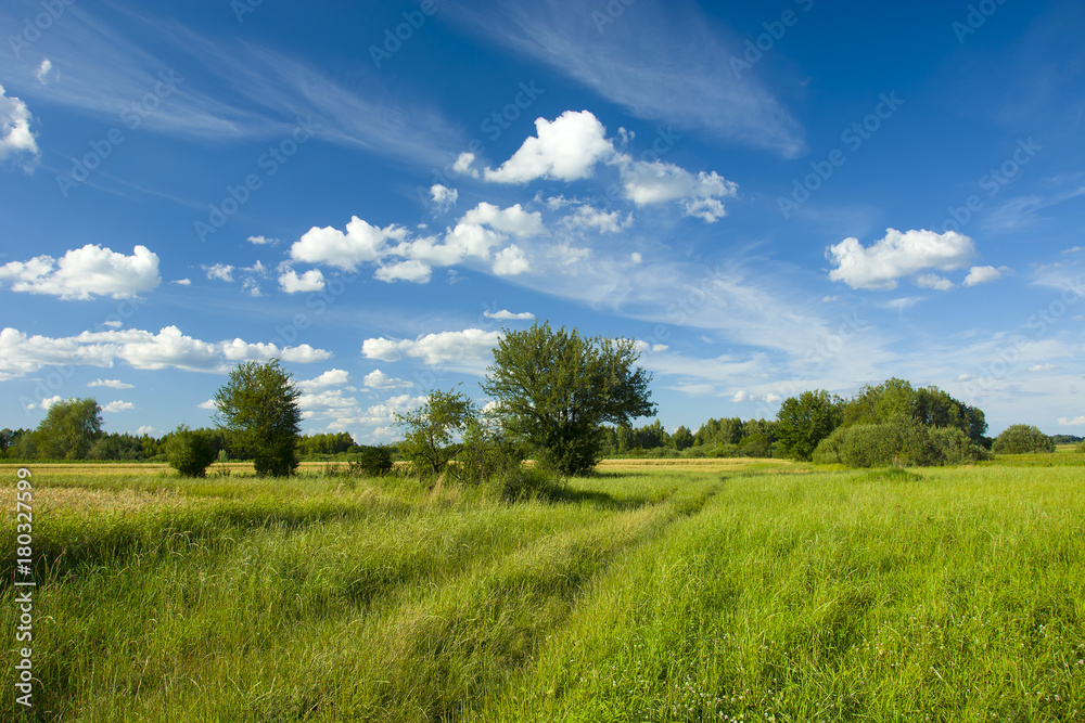 Green meadow and trees