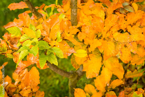 Autumn colorful leaves closeup background 