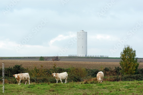 Vaches dans pr   de Charente maritime