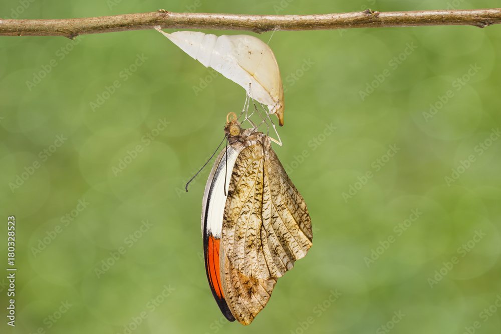 Naklejka premium Emerged great orange tip butterfly ( Anthocharis cardamines ) hanging on twig