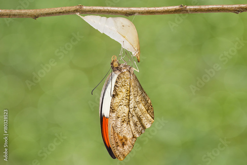 Emerged great orange tip butterfly ( Anthocharis cardamines ) hanging on twig