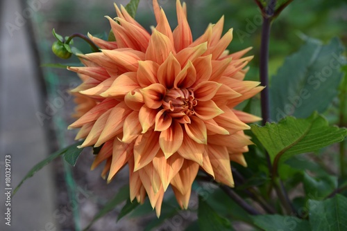 Fototapeta Naklejka Na Ścianę i Meble -  Dahlia orange en été au jardin