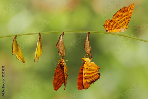 Life cycle of common maplet (Chersonesia risa ) butterfly hanging on twig photo
