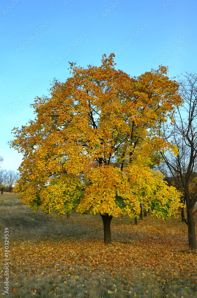 Naklejka premium Maple in autumn.